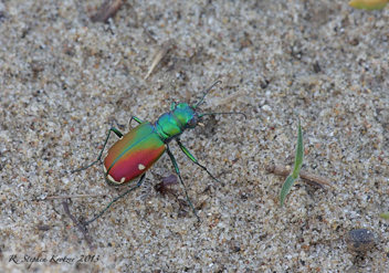 Cicindela scutellaris scutellaris x lecontei